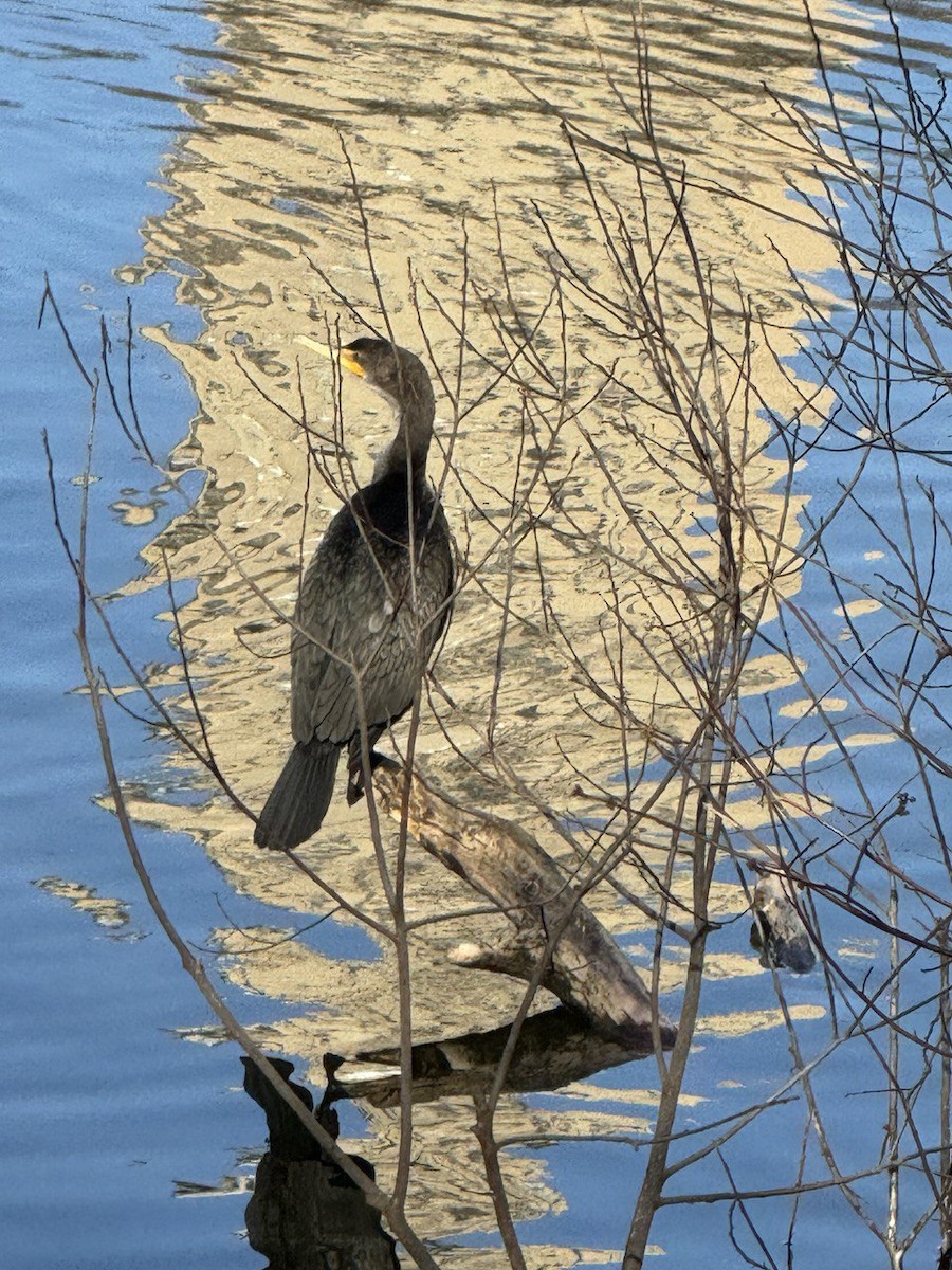 Cormoran à aigrettes - ML620690923