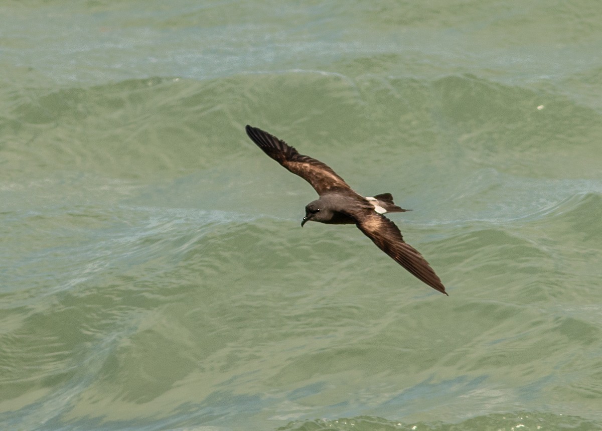 Leach's Storm-Petrel - ML620690924