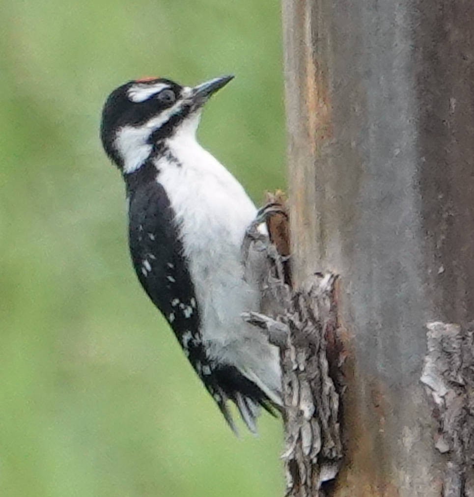 Hairy Woodpecker - ML620690925