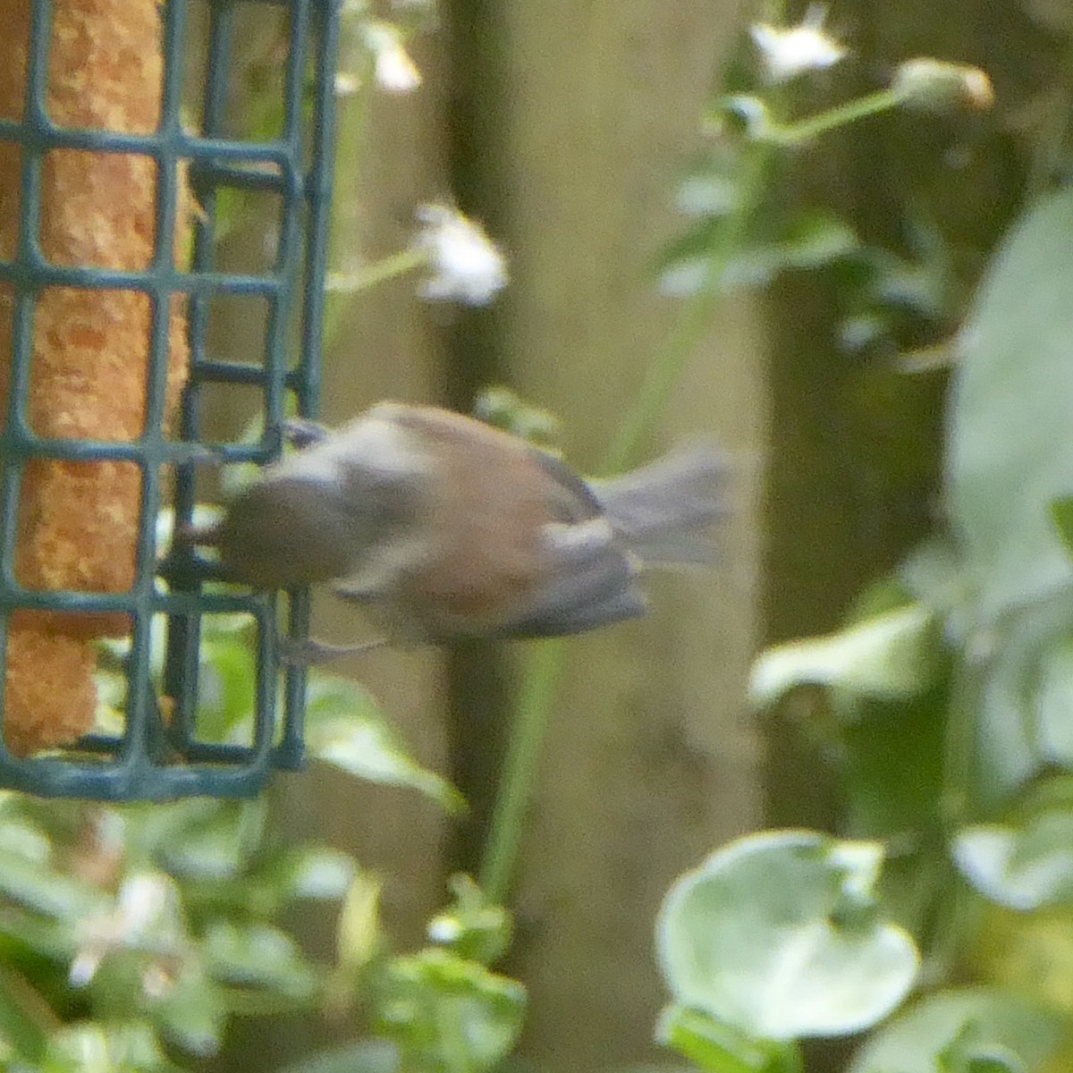 Chestnut-backed Chickadee - ML620690927