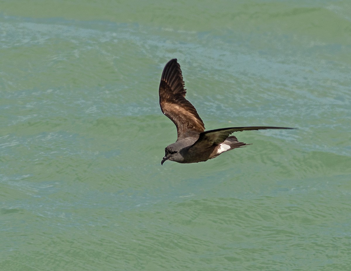 Leach's Storm-Petrel - ML620690929