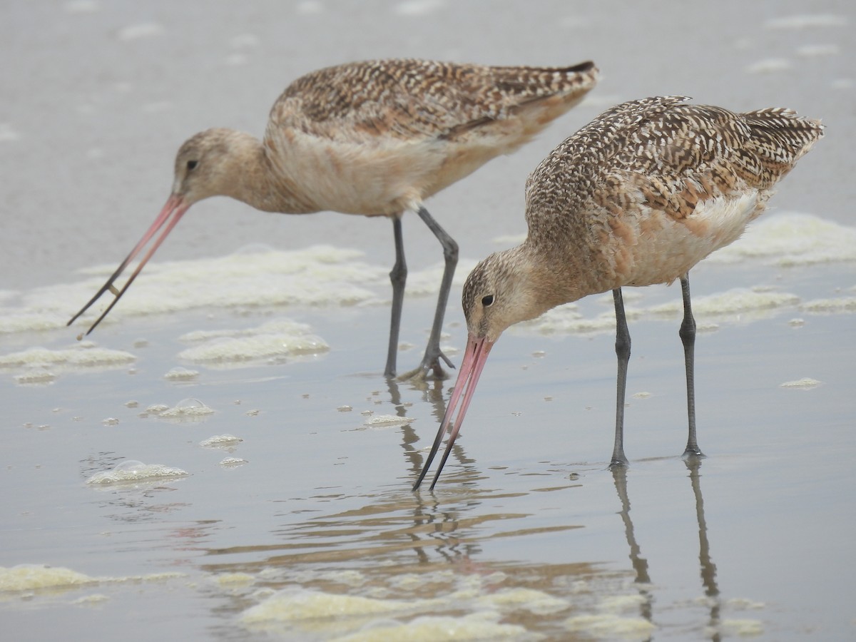 Marbled Godwit - ML620690934