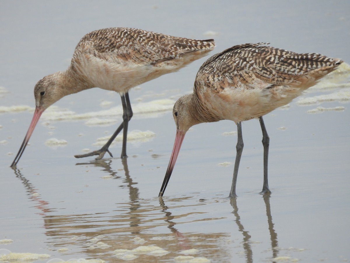 Marbled Godwit - ML620690937