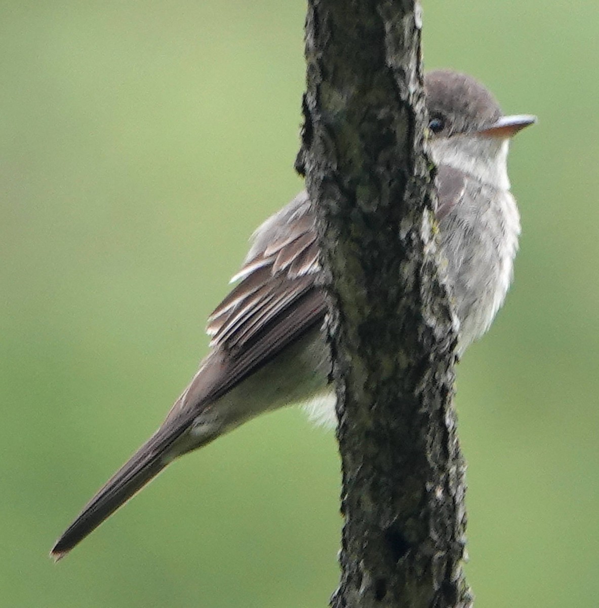 Western Wood-Pewee - ML620690939