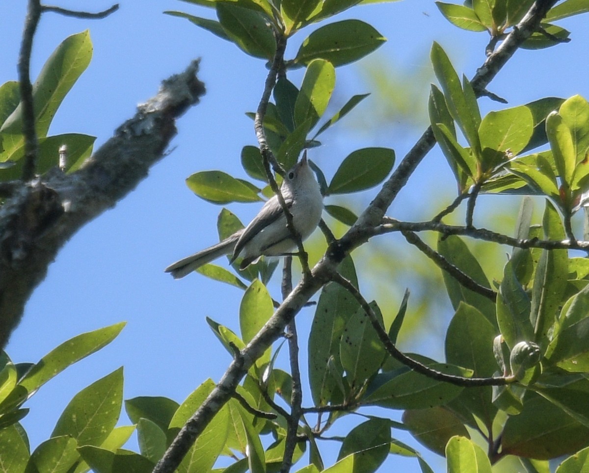 leskot modrošedý (ssp. caerulea) - ML620690944
