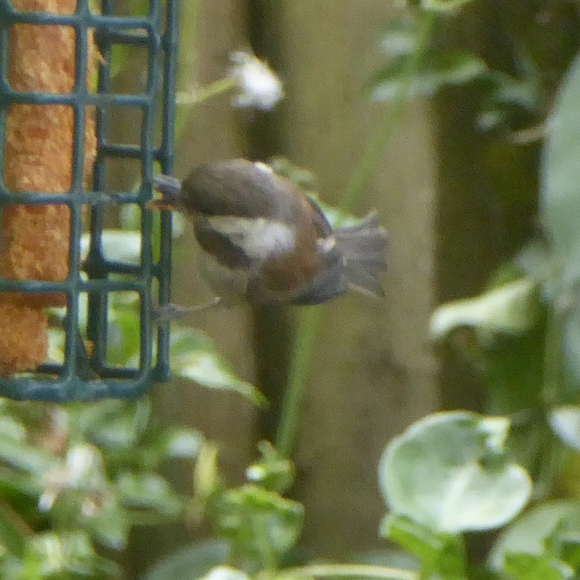 Chestnut-backed Chickadee - ML620690945