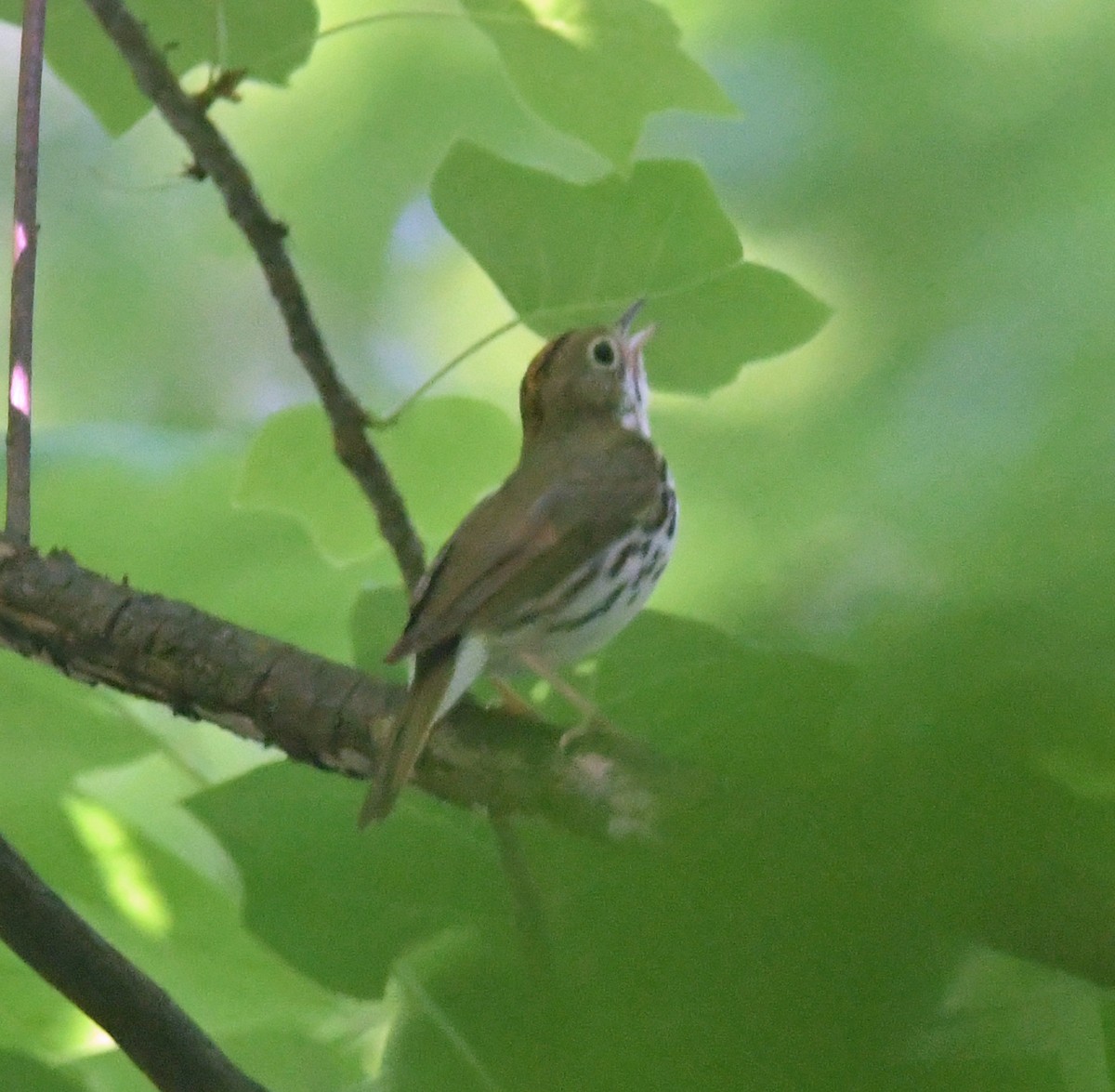 Ovenbird - ML620690948