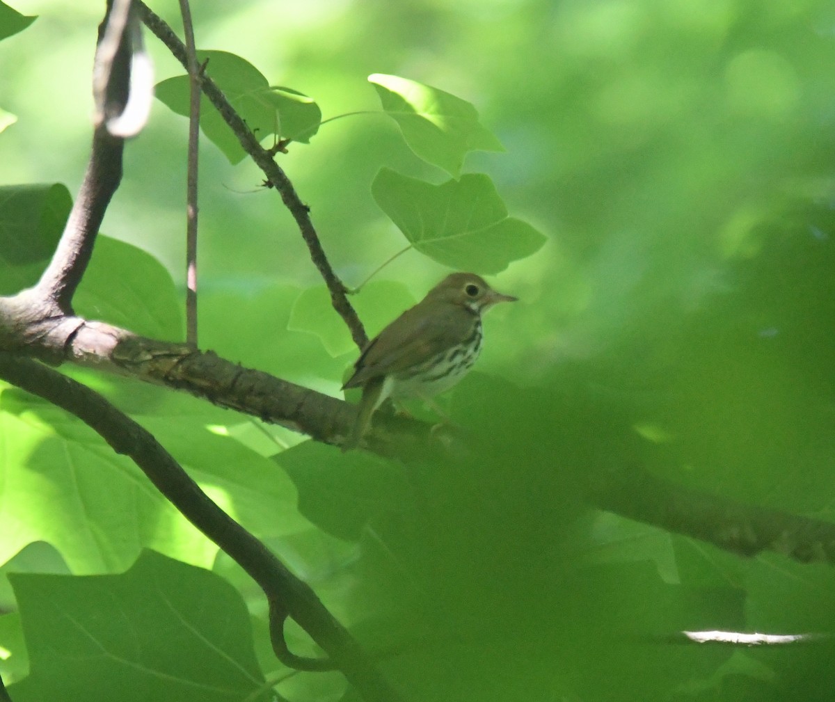 Ovenbird - ML620690954