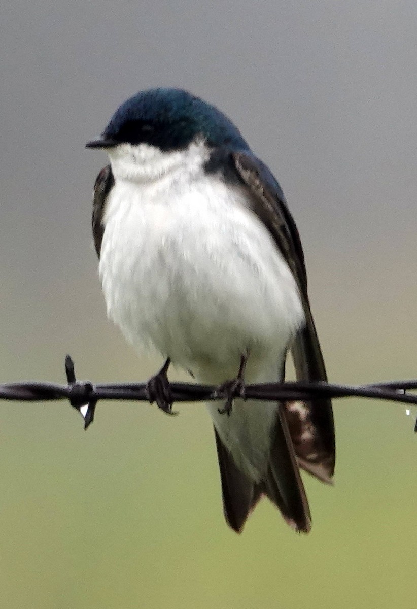 Tree Swallow - ML620690963