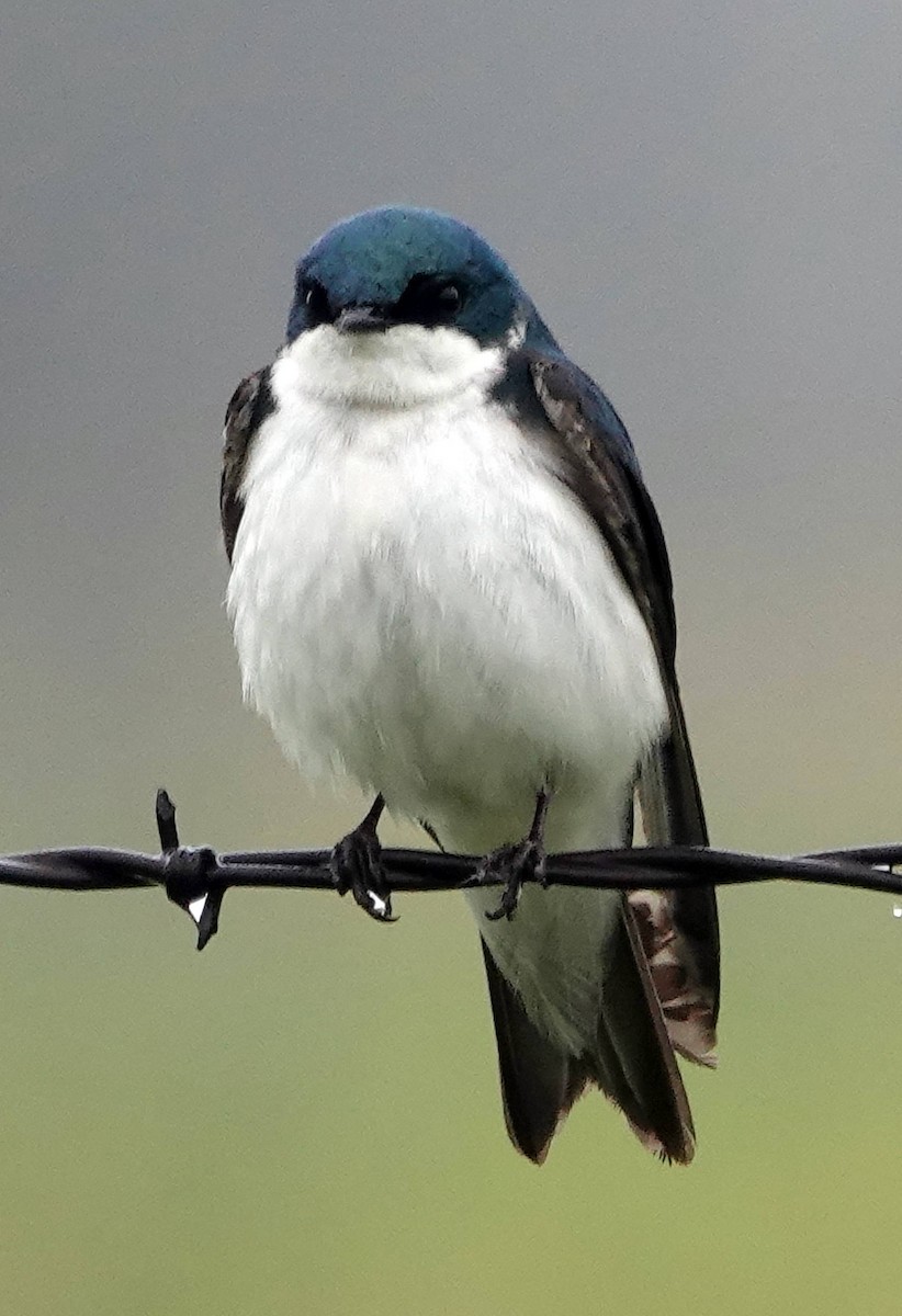 Tree Swallow - ML620690964