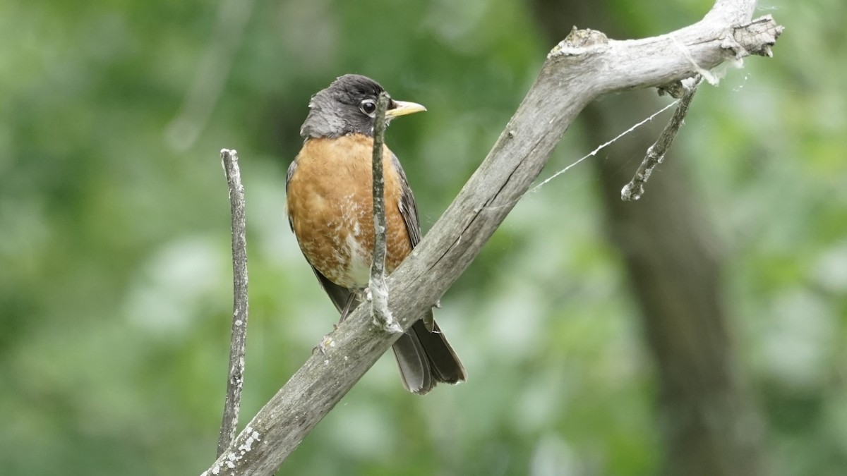 American Robin - ML620690965