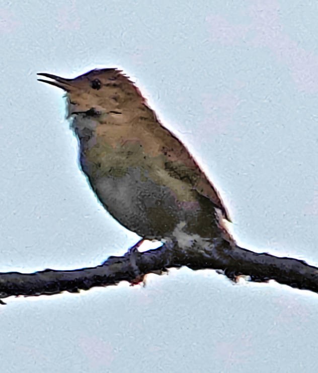 House Wren - Doug Wassmer