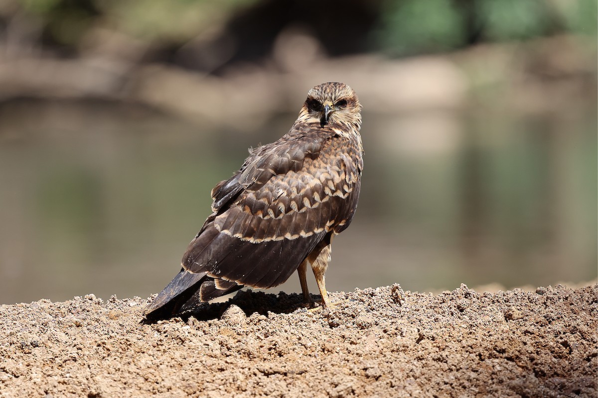 Snail Kite - ML620690968