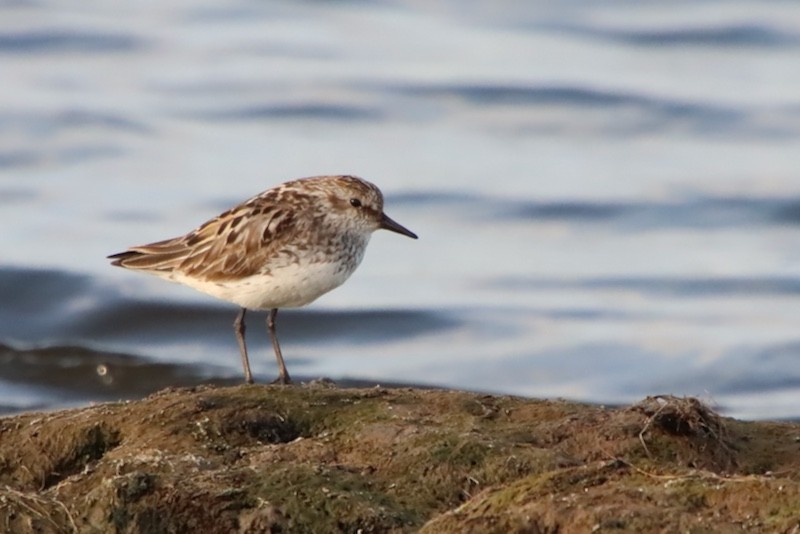 Semipalmated Sandpiper - Maureen Chambrone