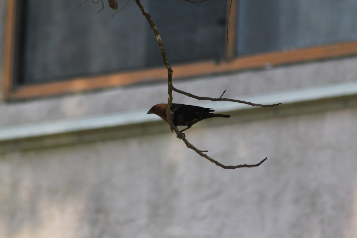 Brown-headed Cowbird - ML620690971