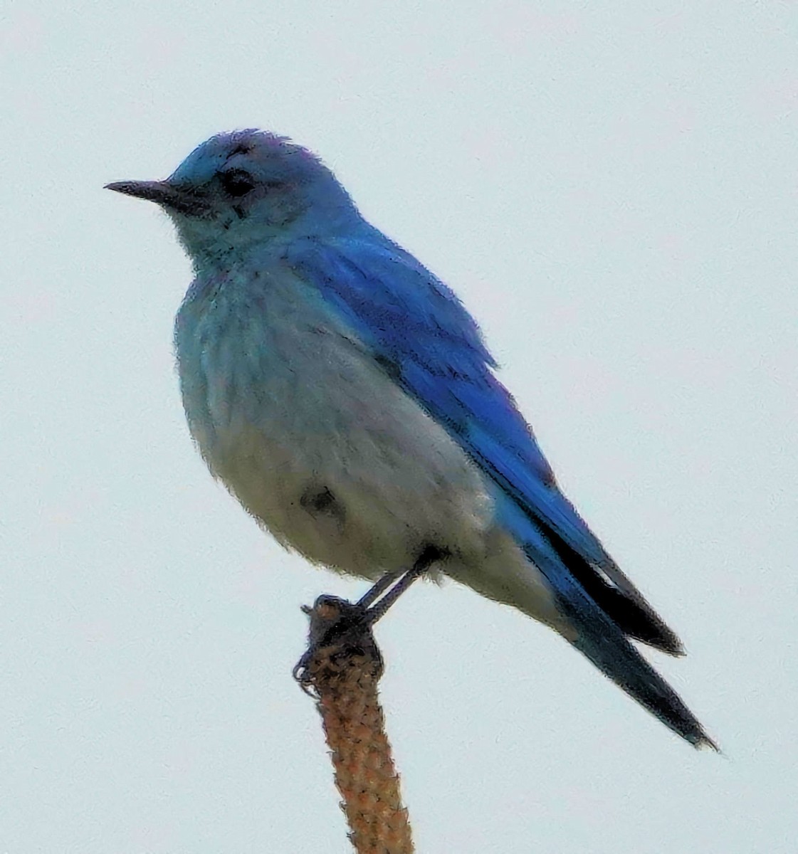 Mountain Bluebird - ML620690972