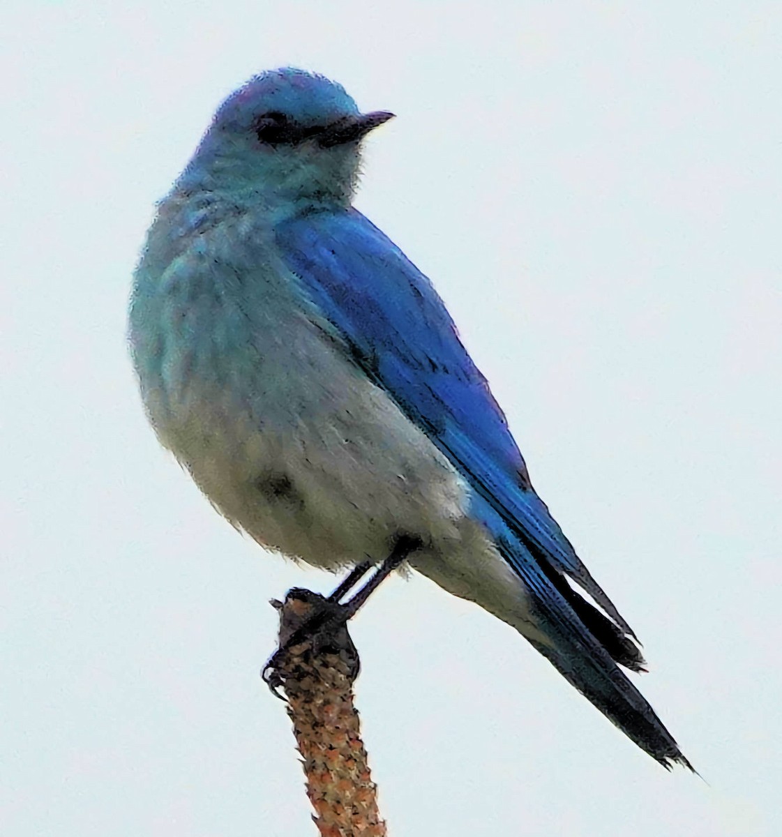 Mountain Bluebird - Doug Wassmer