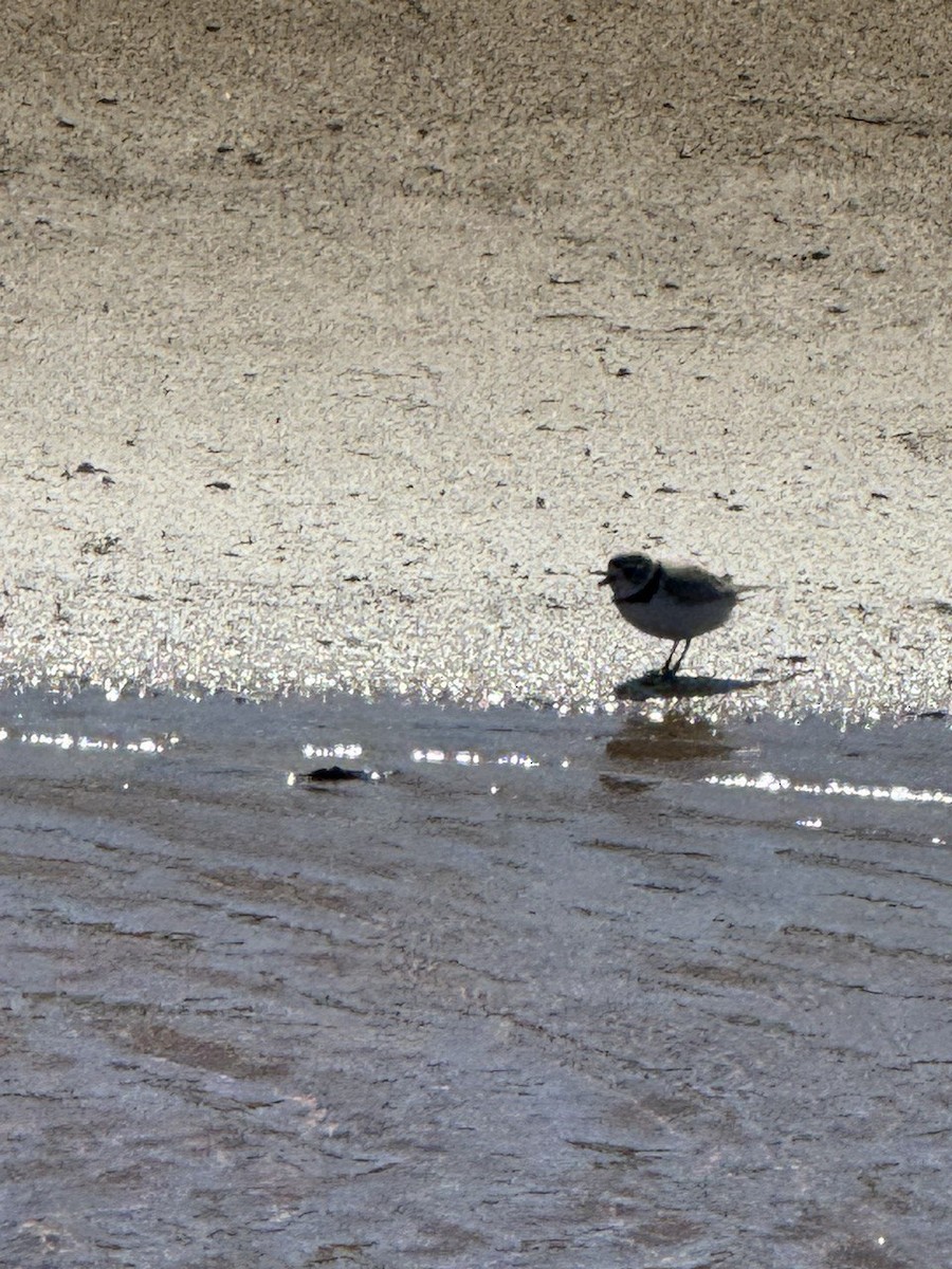 Piping Plover - ML620690975