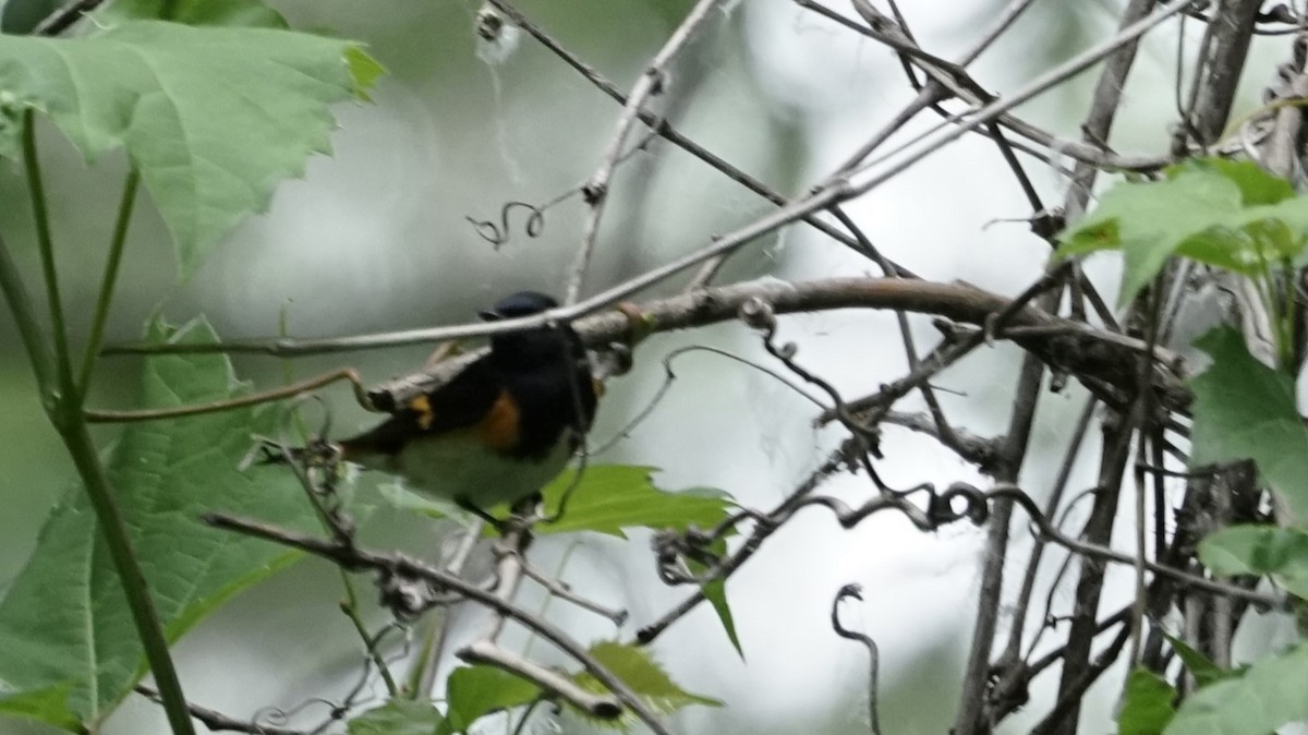 American Redstart - ML620690976