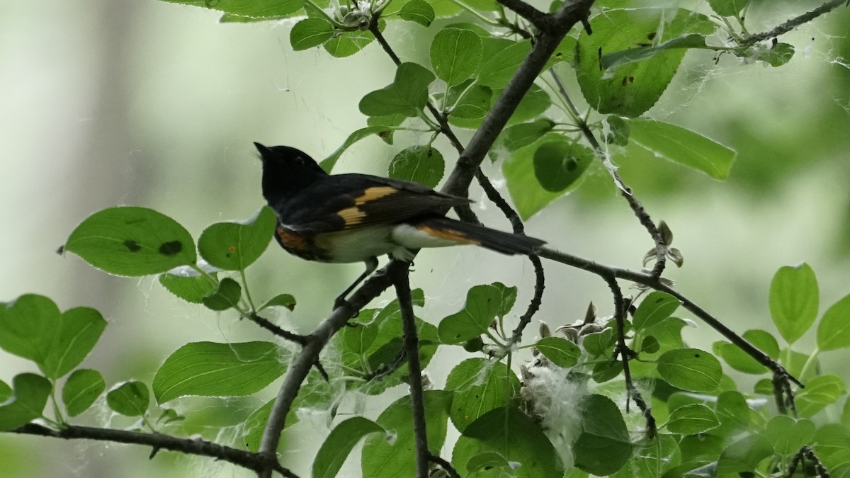 American Redstart - ML620690979