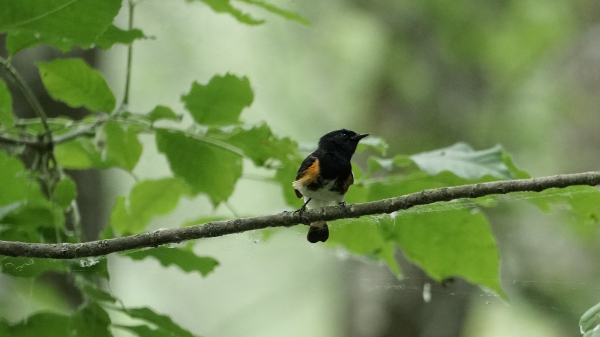 American Redstart - ML620690980