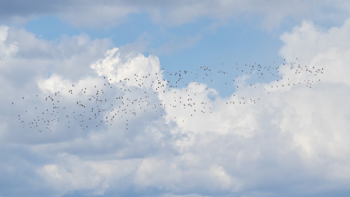 Black-bellied Plover - ML620690981