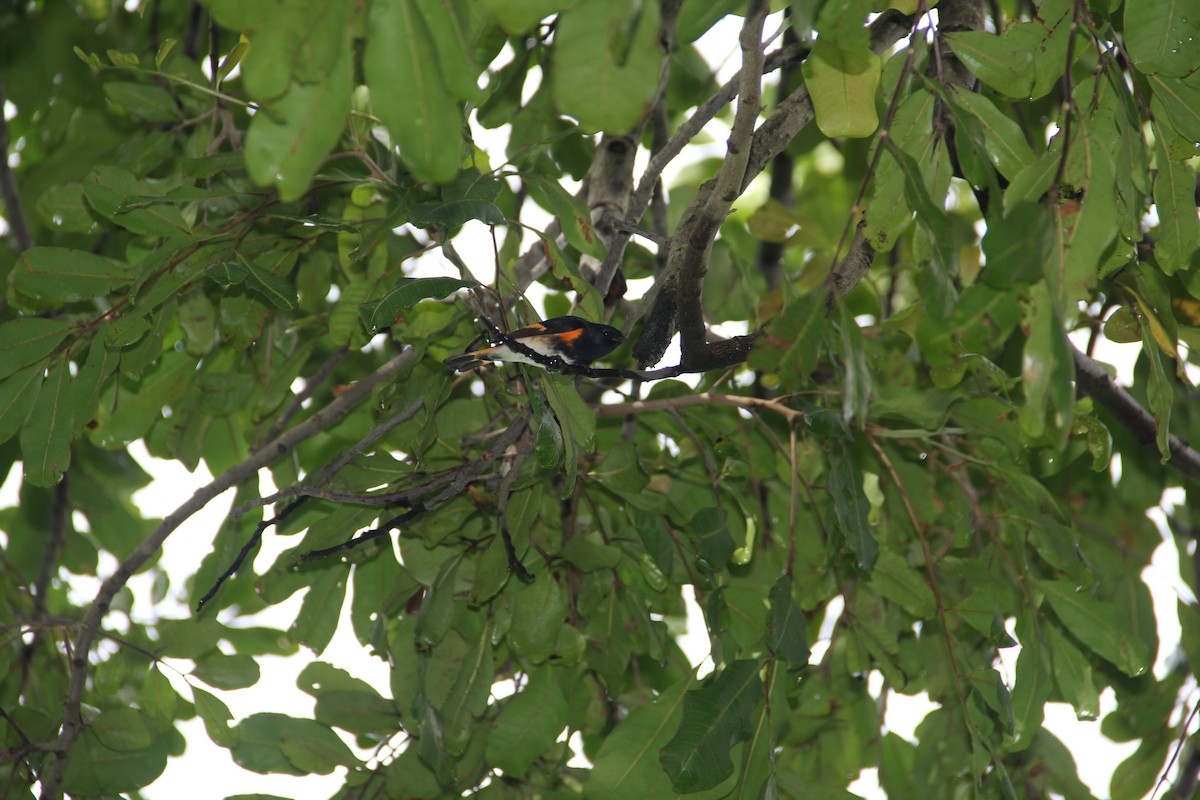 American Redstart - ML620690982