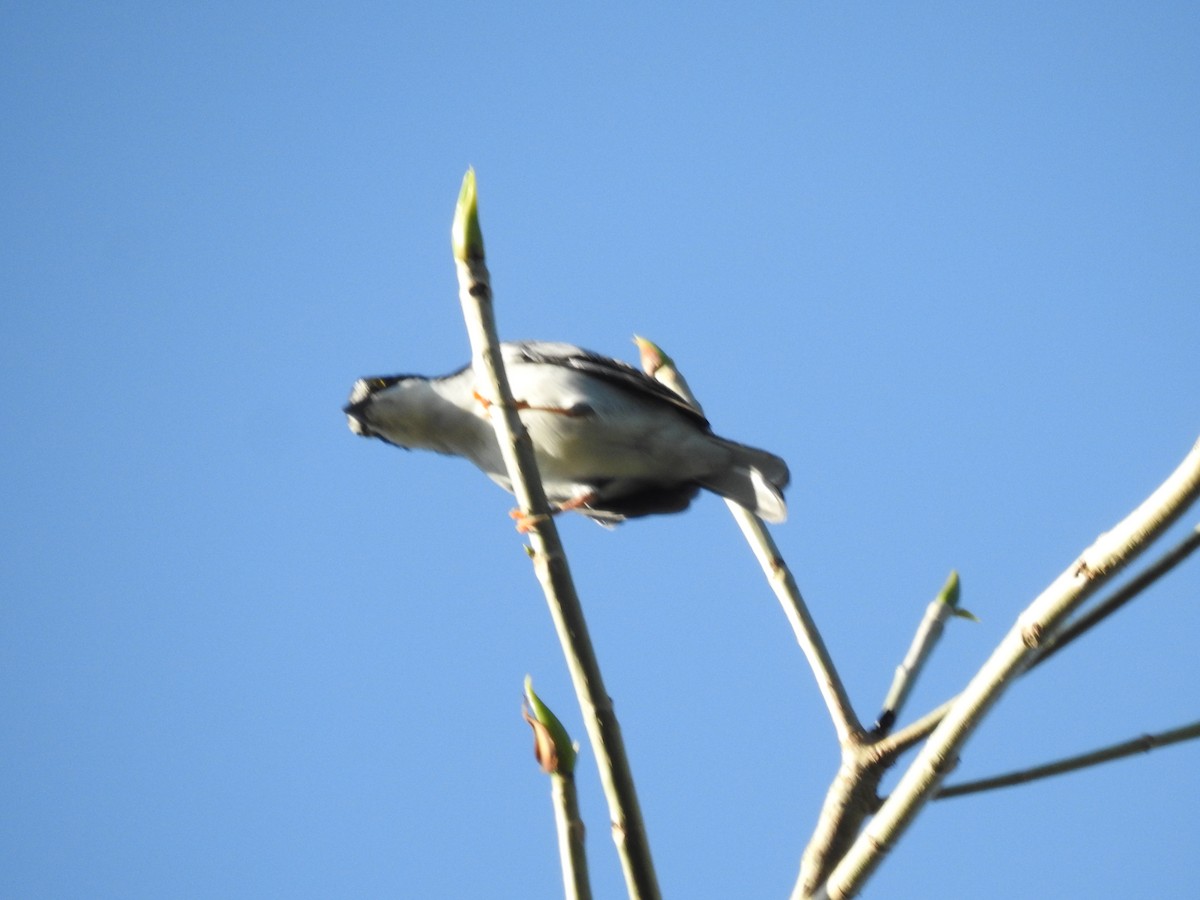 Hooded Tanager - ML620690984