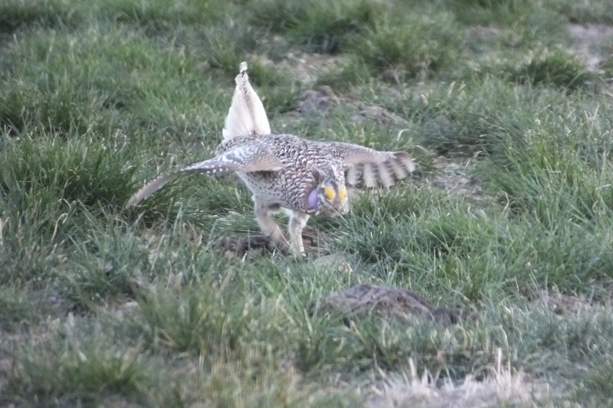 Gallo de las Praderas Rabudo - ML620690985