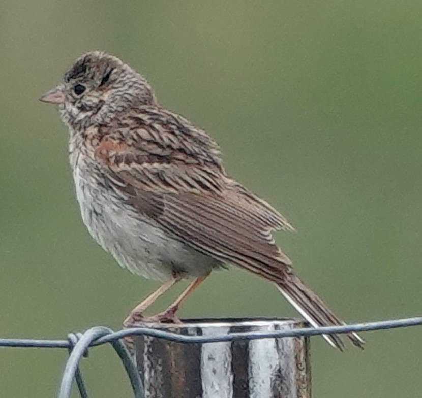 Vesper Sparrow - ML620690986