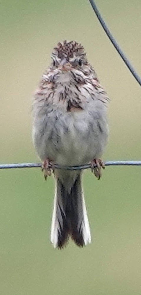 Vesper Sparrow - ML620690988