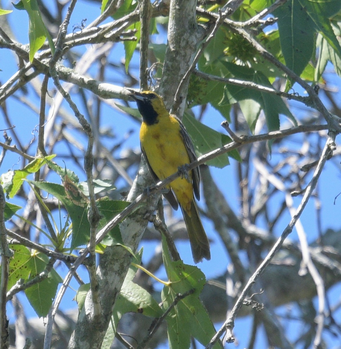 Orchard Oriole - ML620690989