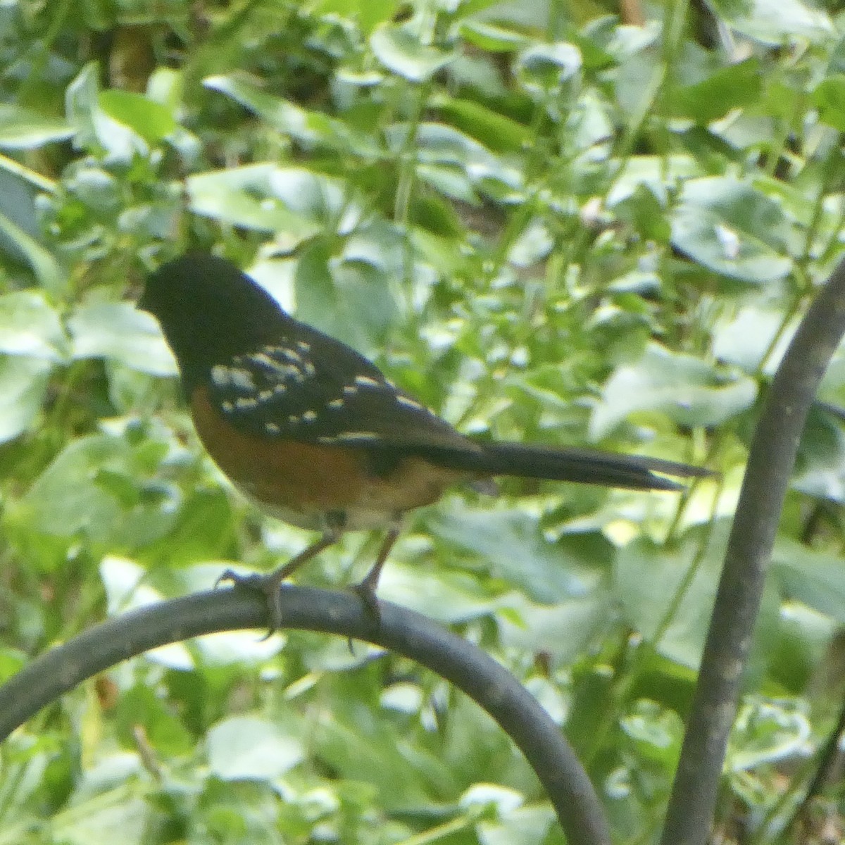 Spotted Towhee - ML620690990