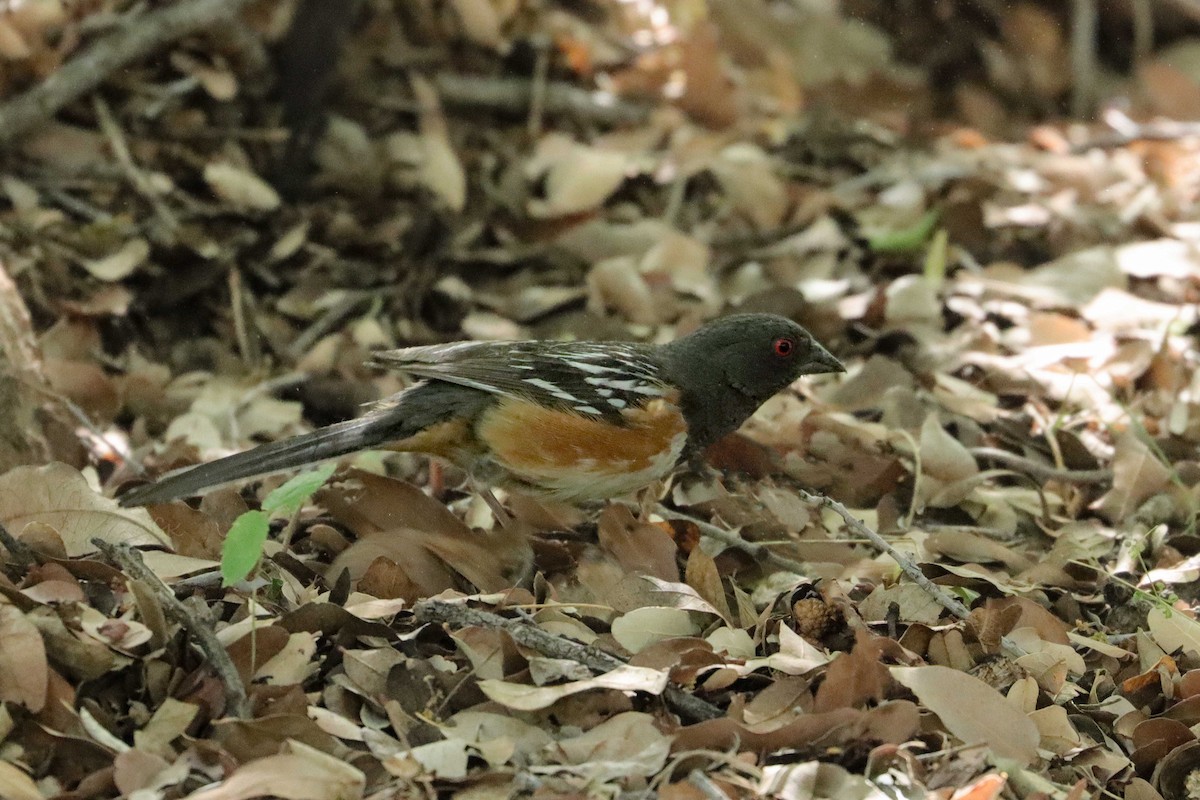 Spotted Towhee - ML620690991