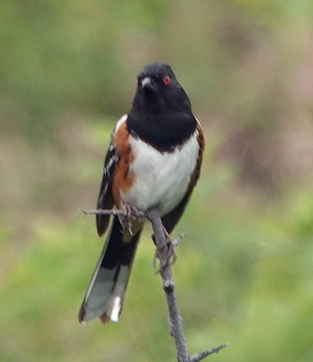 Spotted Towhee - ML620690994