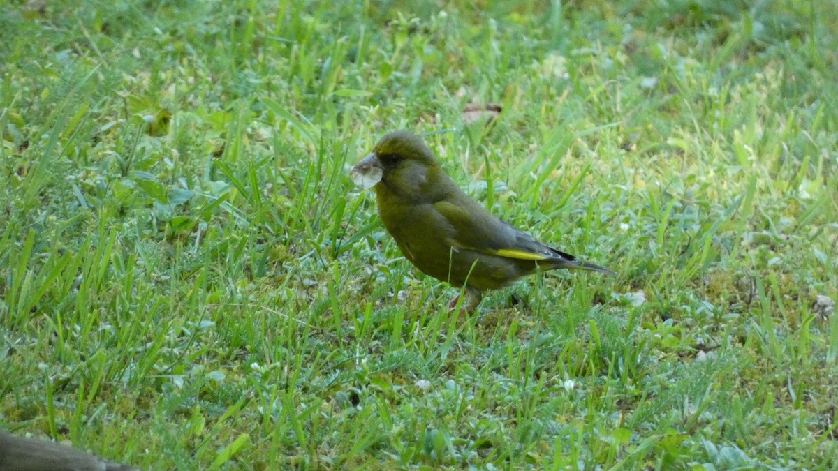 European Greenfinch - ML620690995