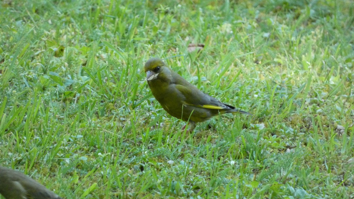 European Greenfinch - ML620690996