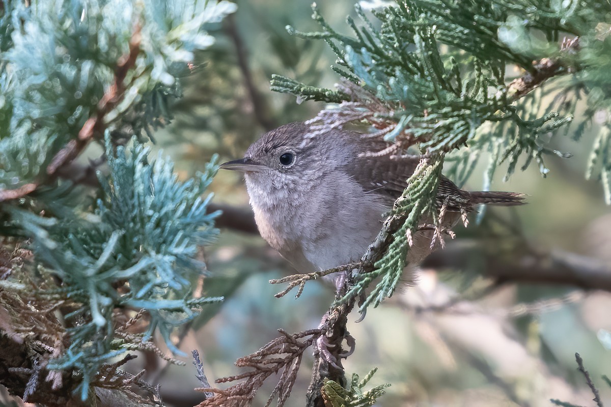 House Wren - ML620690997