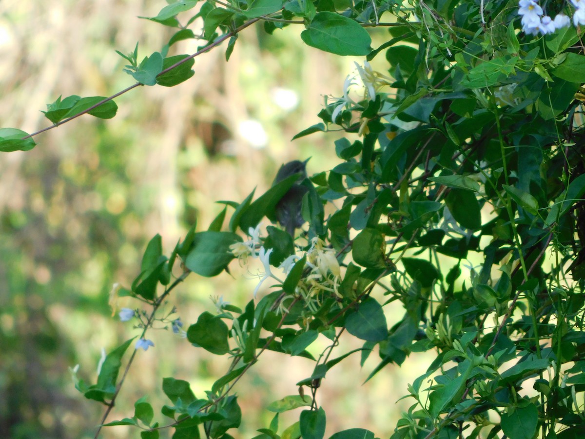 Mottle-cheeked Tyrannulet - ML620690998