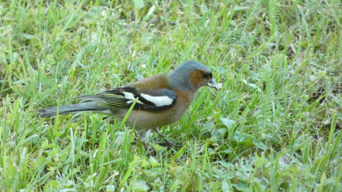 Common Chaffinch - ML620691002