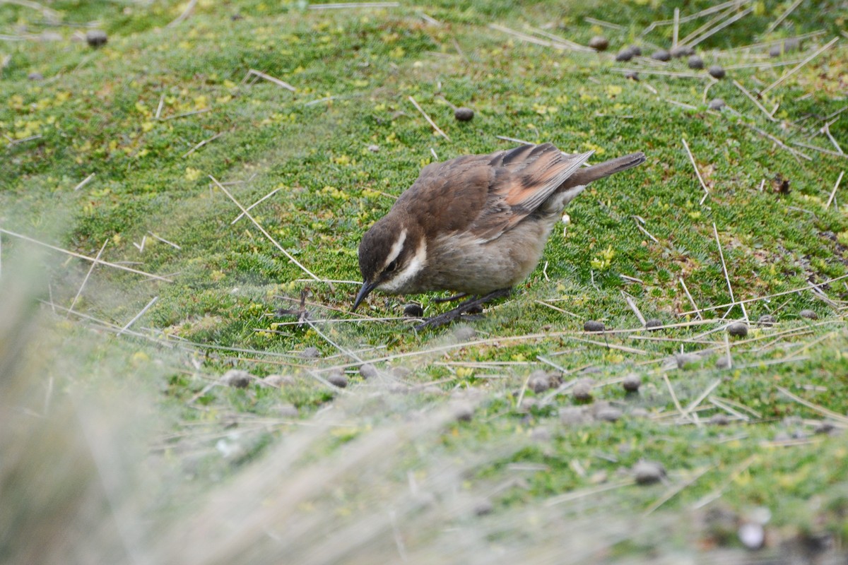 Chestnut-winged Cinclodes - ML620691003