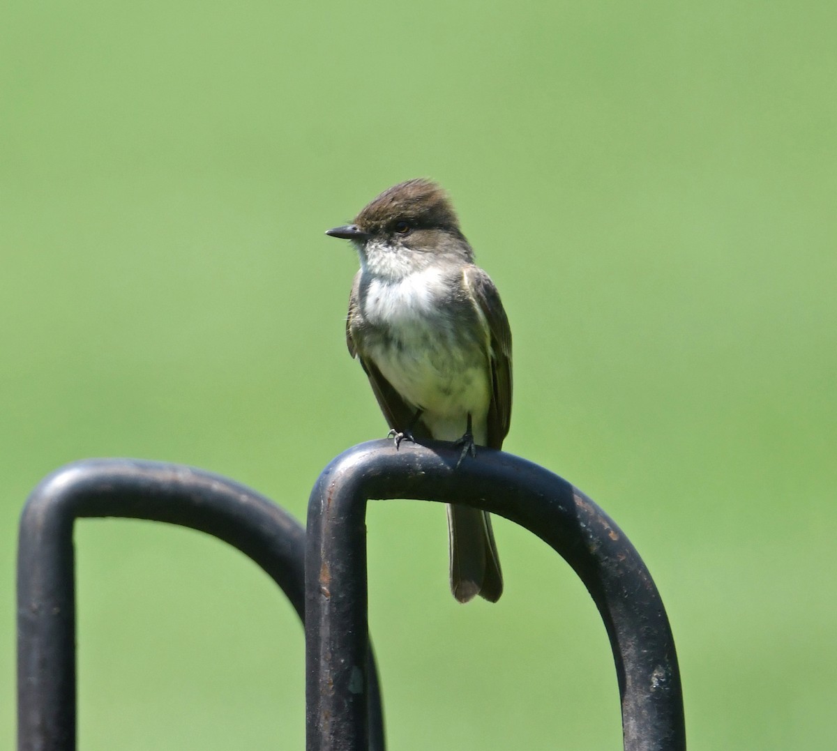 Eastern Wood-Pewee - ML620691004