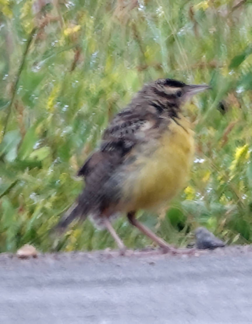 Western Meadowlark - ML620691005