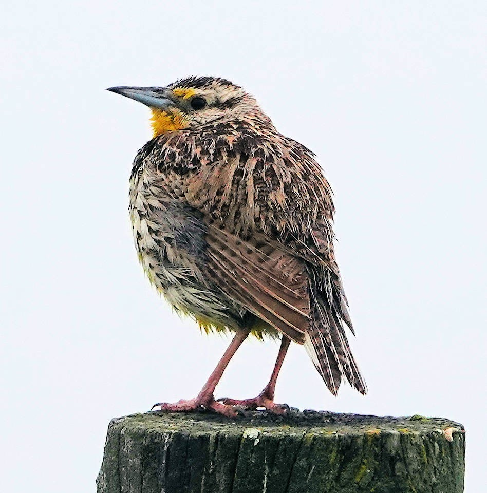 Western Meadowlark - ML620691006