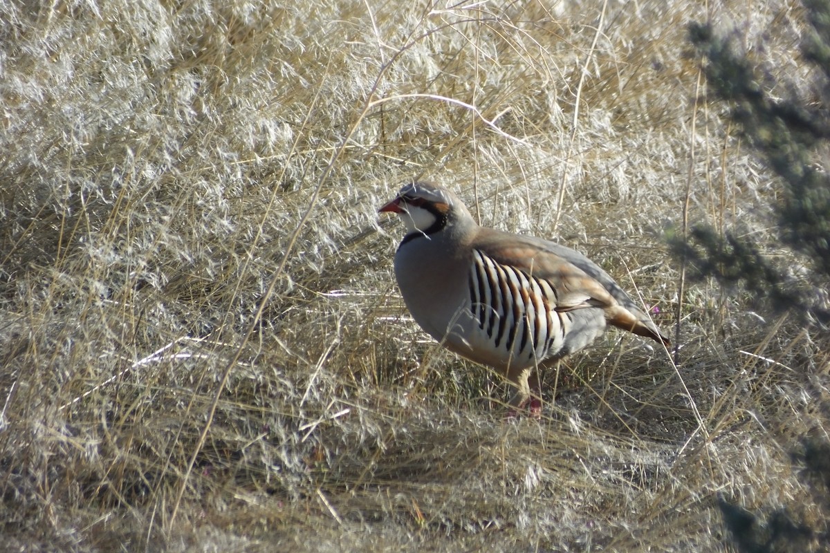 Chukar - ML620691007