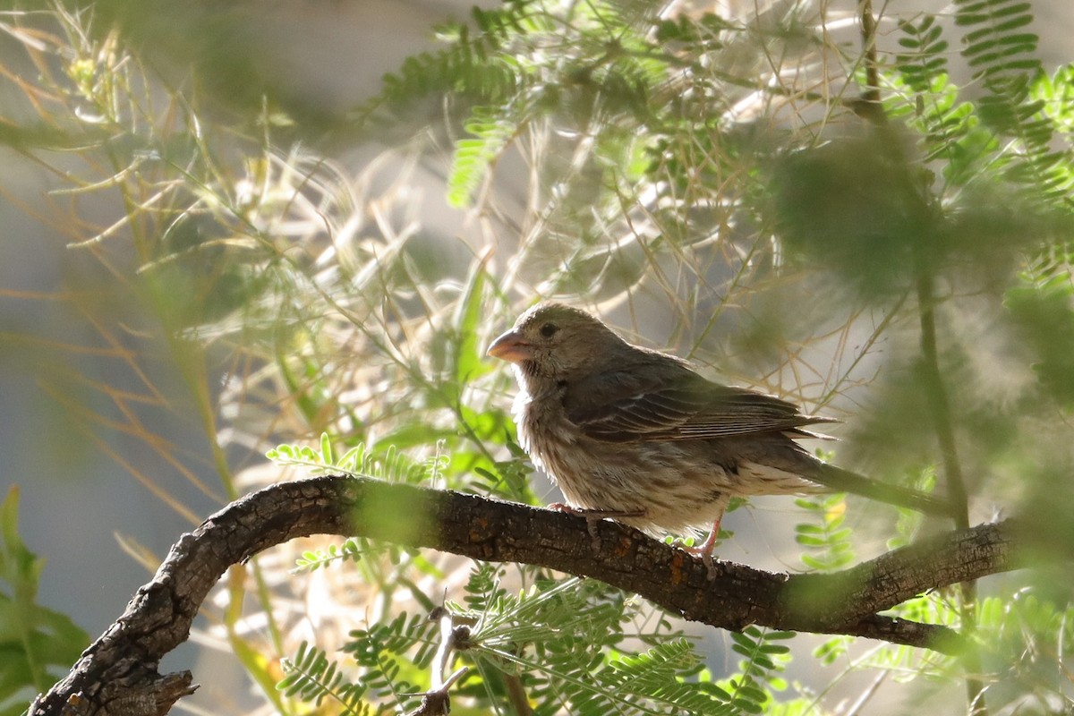 House Finch - ML620691008