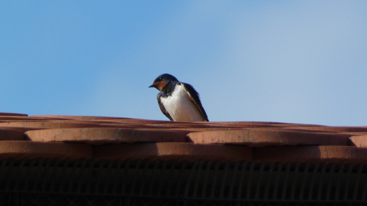 Barn Swallow - ML620691011