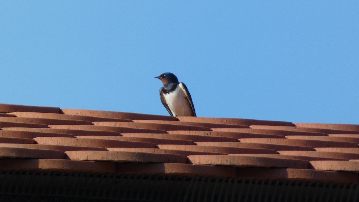 Barn Swallow - ML620691012