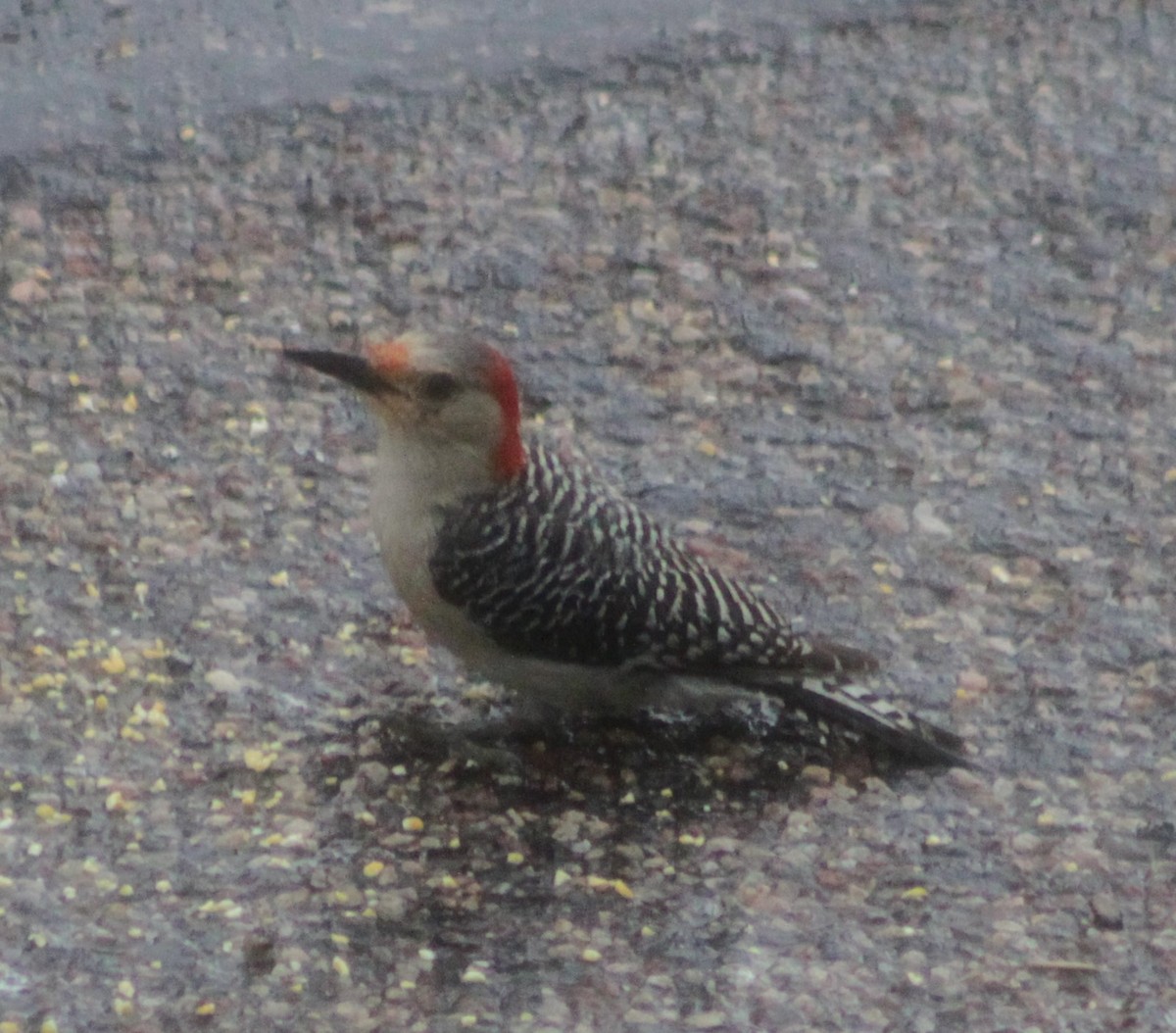 Red-bellied Woodpecker - ML620691013