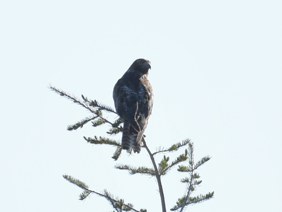 Red-tailed Hawk - ML620691018